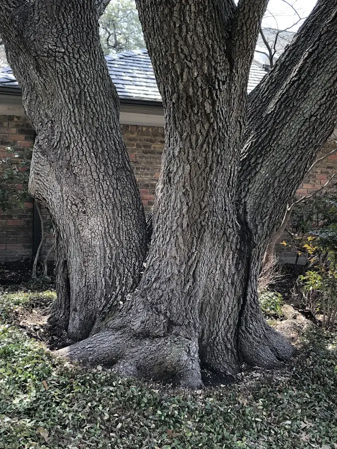 Mature heritage tree close to a Merrill property cared for by certified arborists